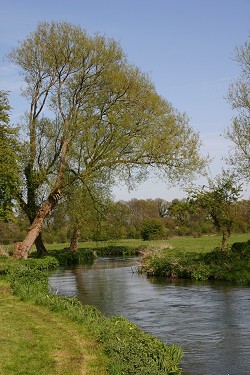 Lower Itchen Fishery river scene