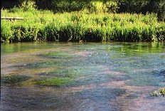 Lower Itchen Fishery river scene