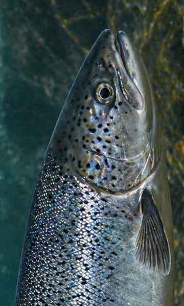 Salmon